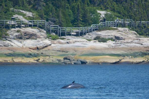 Motel De L'Anse A L'Eau Tadoussac Eksteriør billede